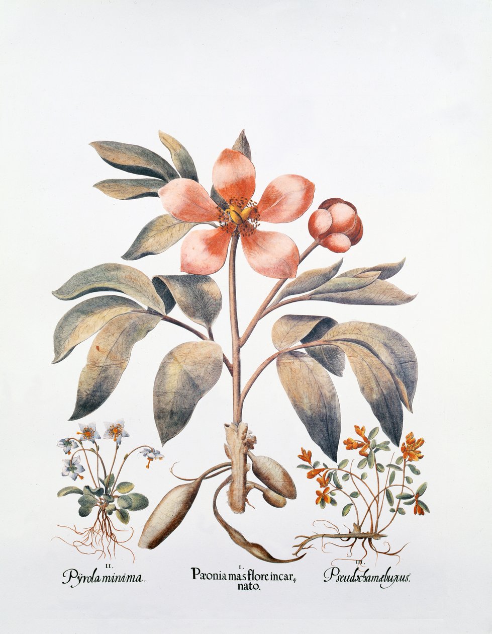 Rosa pion (handfärgad gravyr) av German School