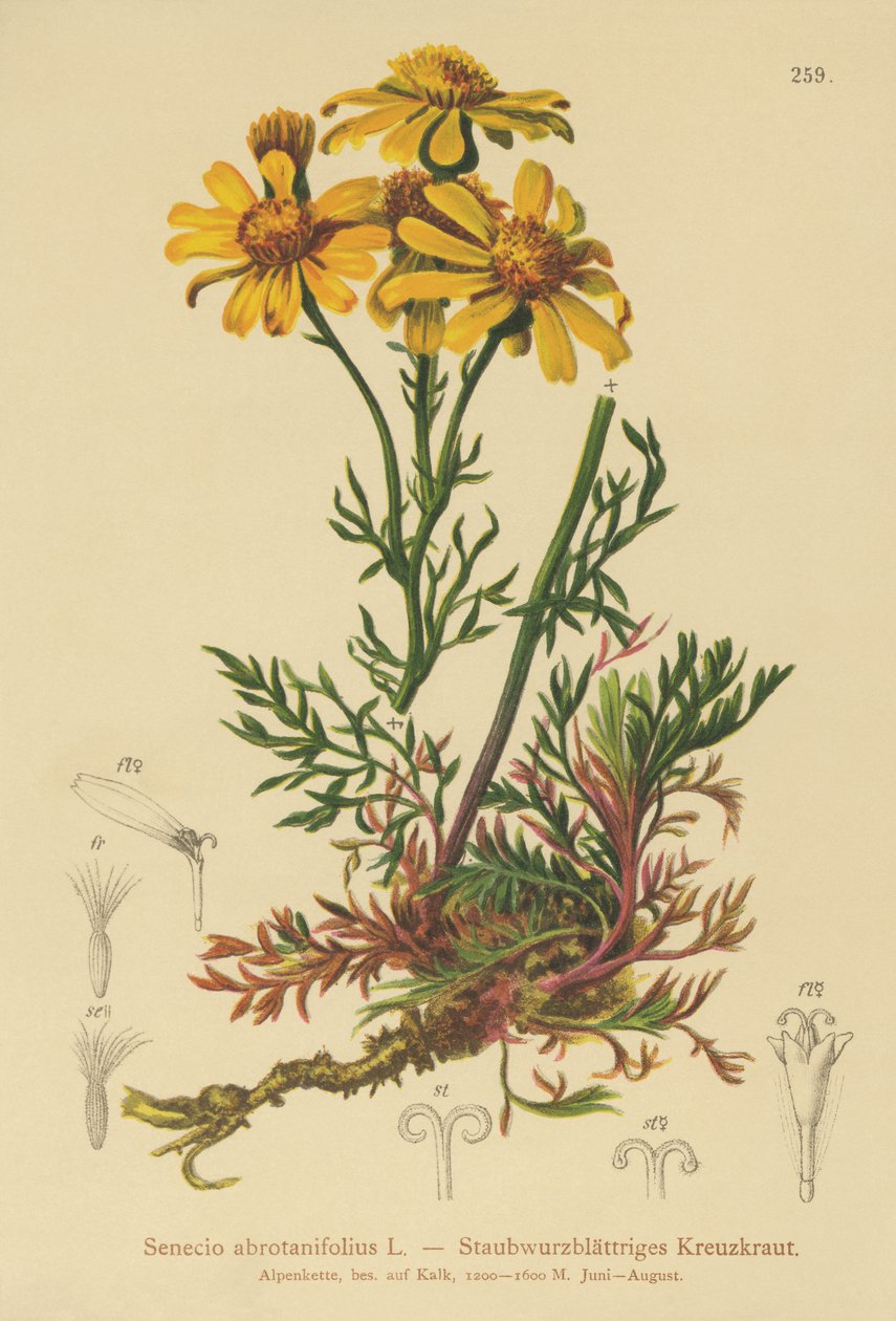 Pinnatbladig raggört (Senecio abrotanifolius, Jacobaea abrotanifolia) av German School