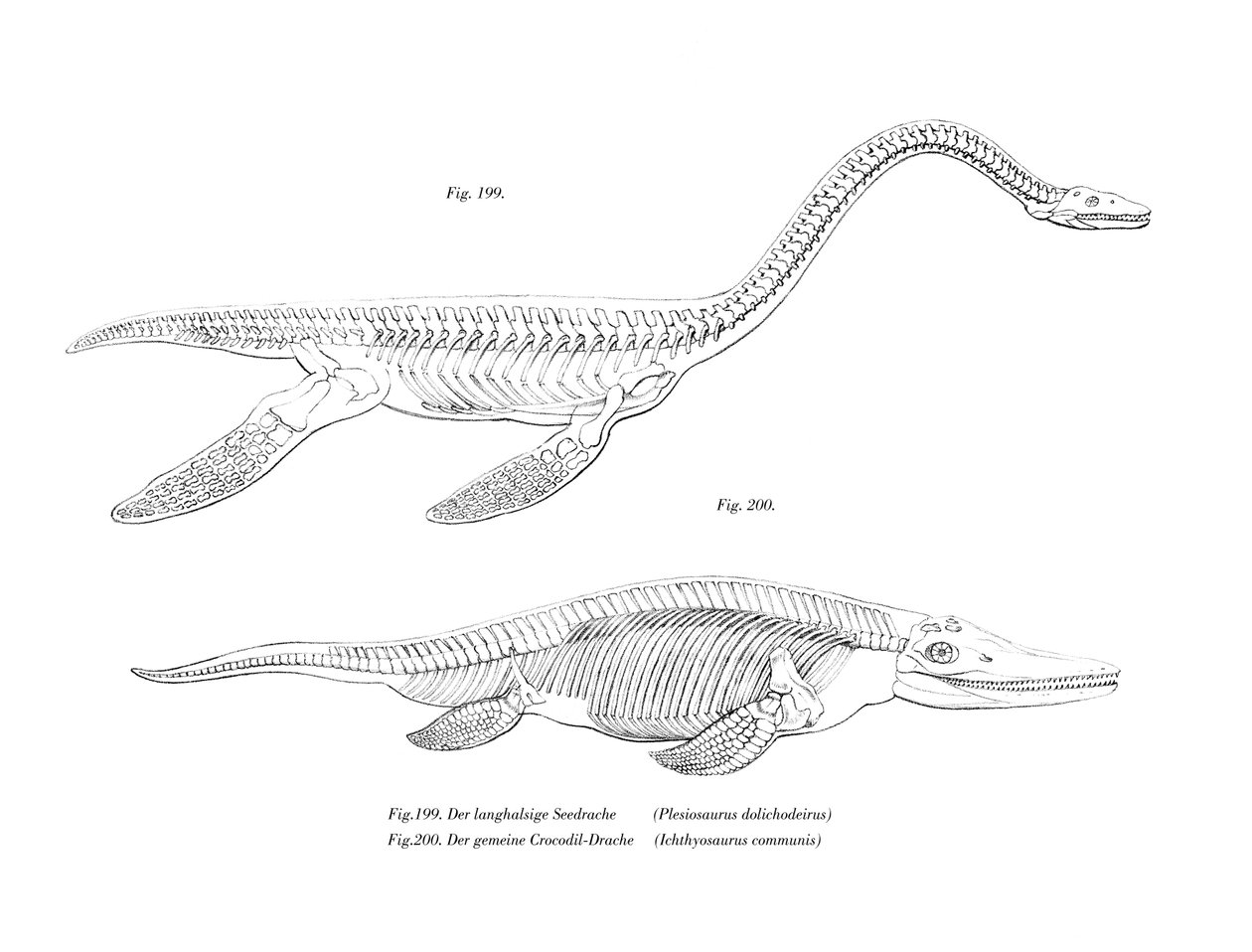 Plesiosaur (färg litho) av German School