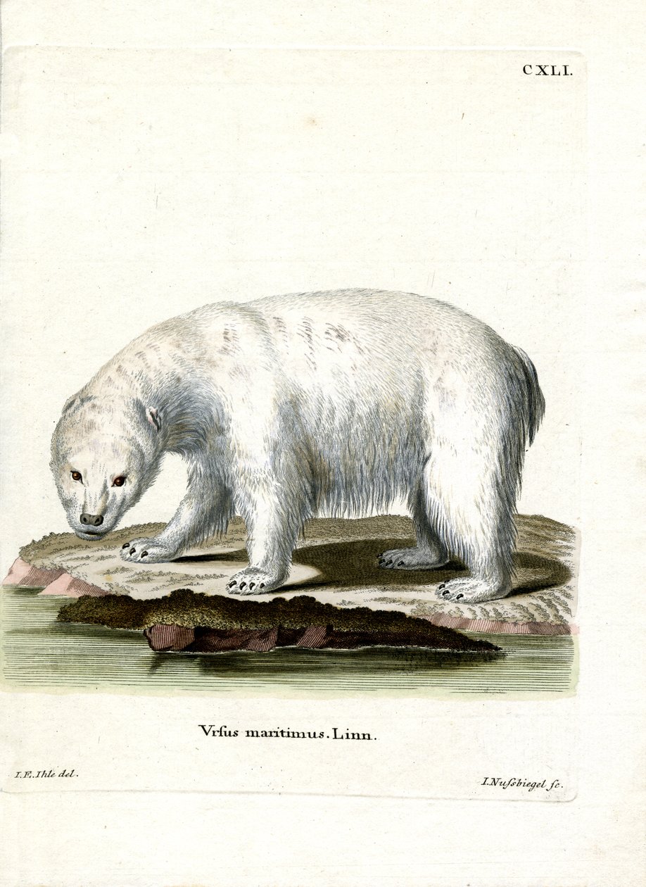 Isbjörn (färgad gravyr) av German School