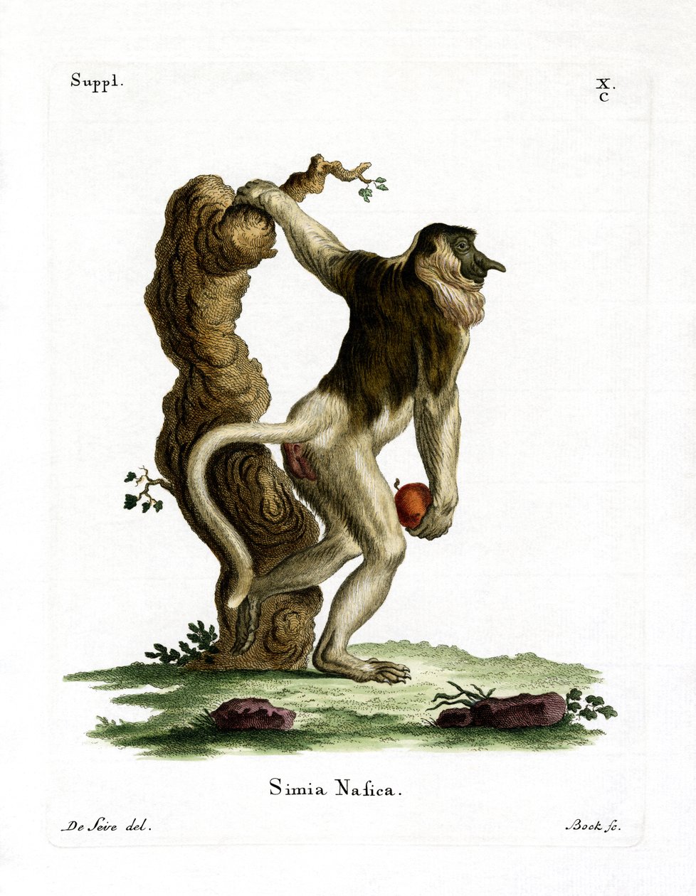 Proboscis Monkey (färgad gravyr) av German School