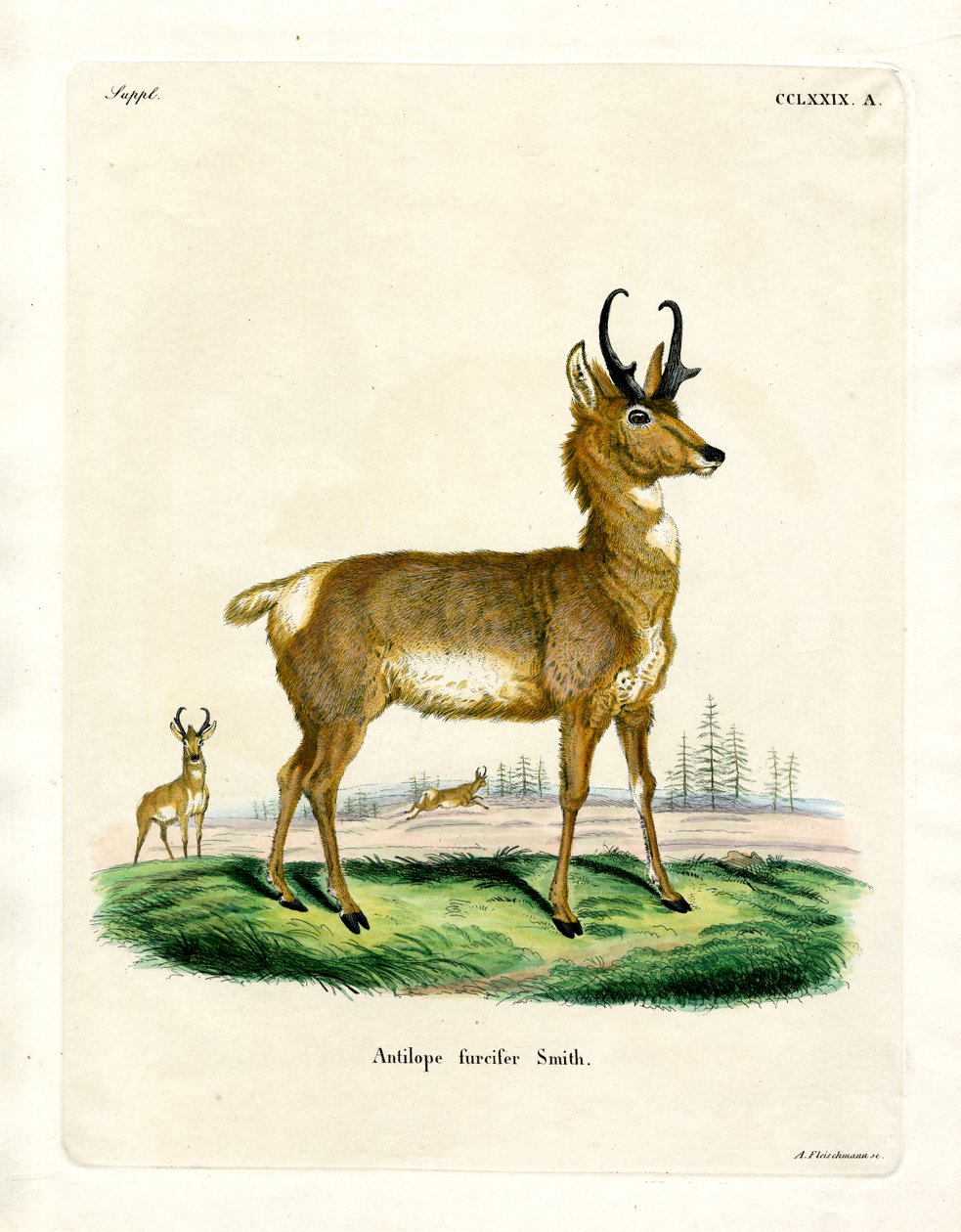 Pronghorn Antilope (färgad gravyr) av German School