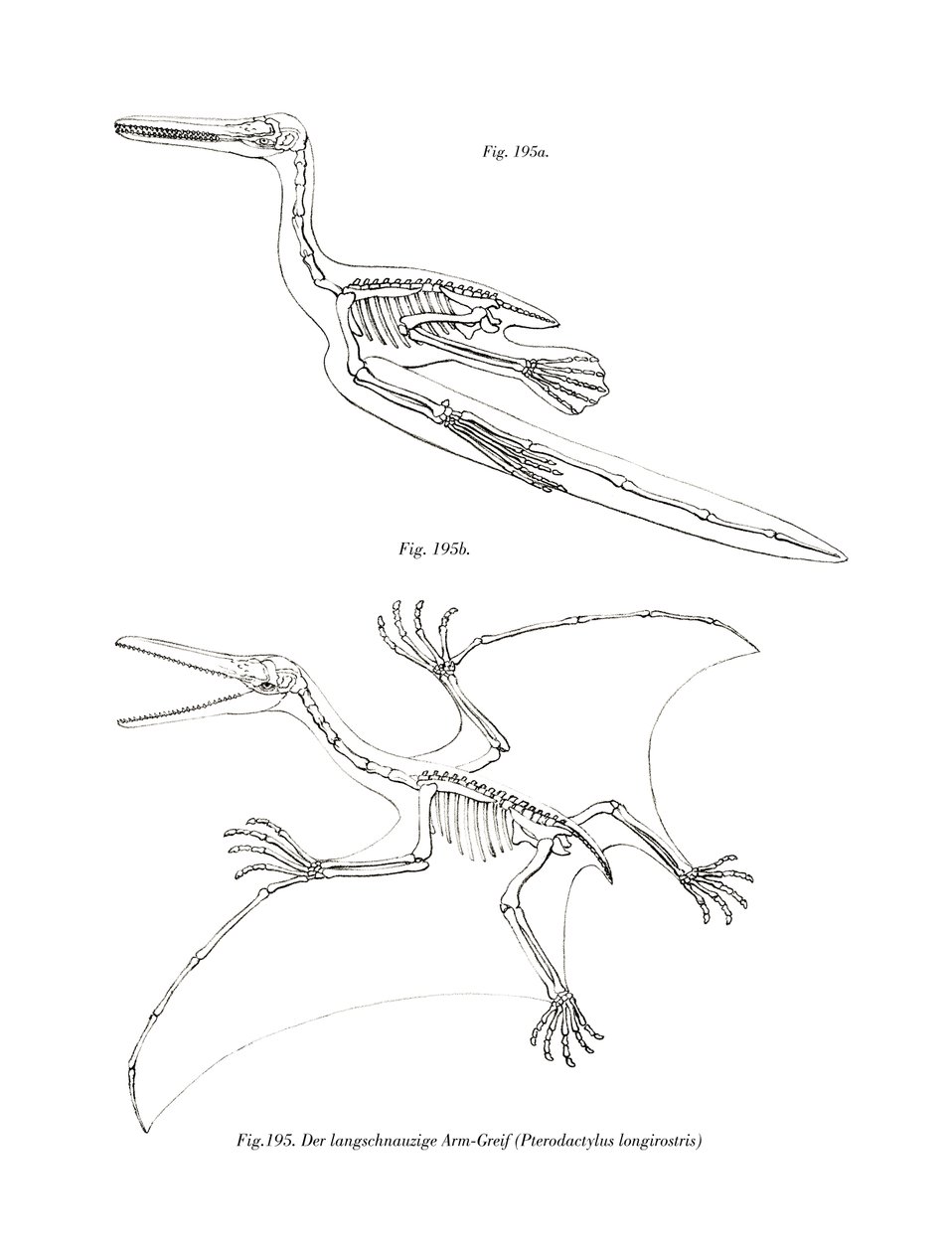 Pterodactyl (färg litho) av German School