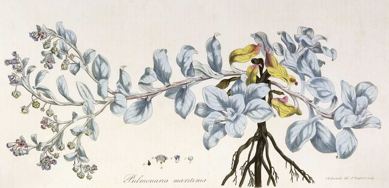Pulmonaria Maritima, 1785-1788 av German School