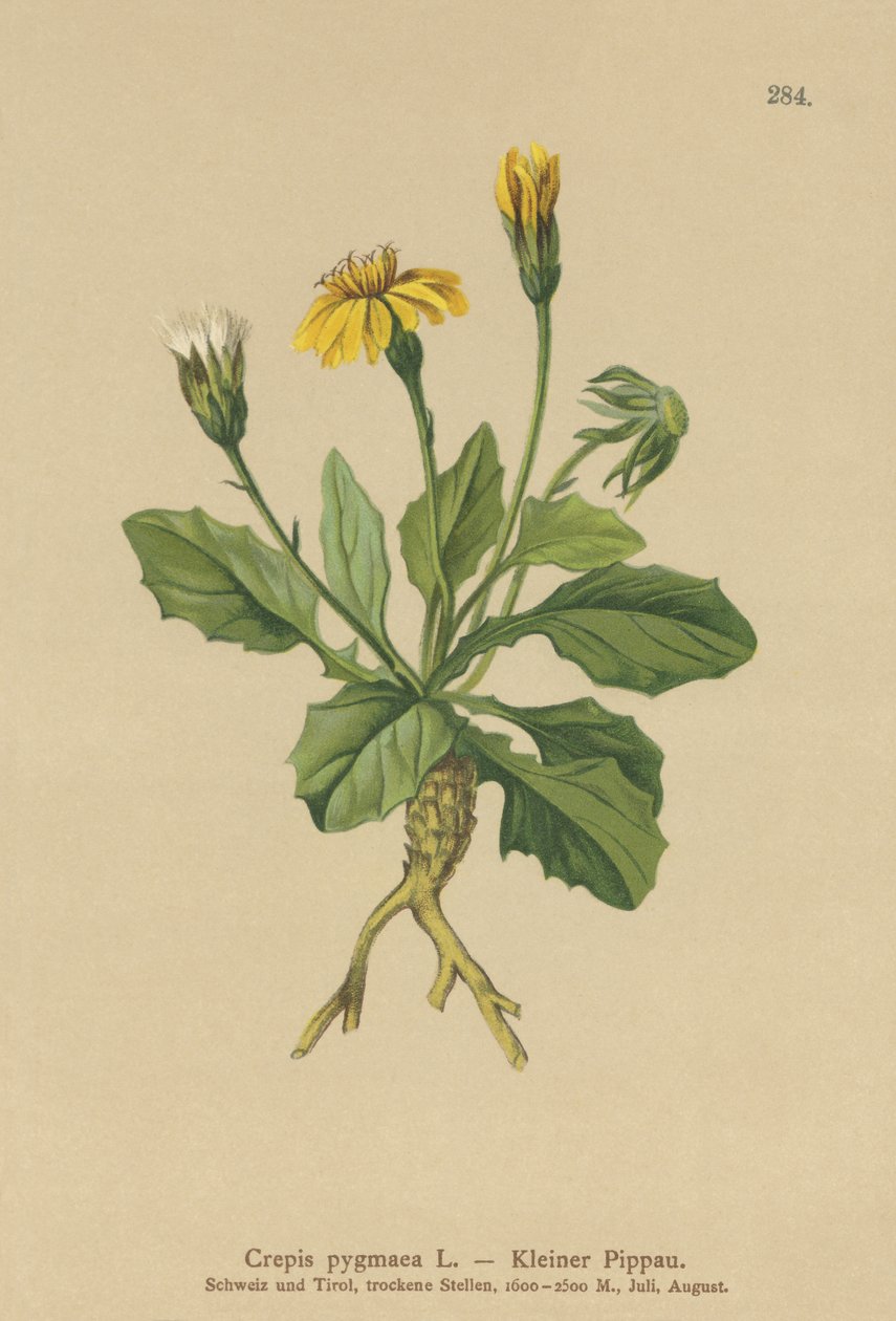 Pygmy Hawks-skägg (Crepis pygmaea, Hieracium pumilum) av German School