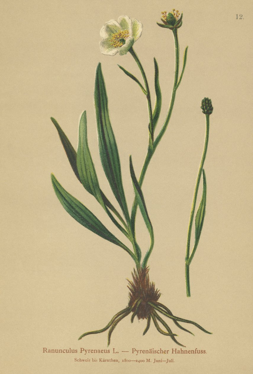Pyreneisk kråkfot (Ranunculus Pyrenaeus) av German School