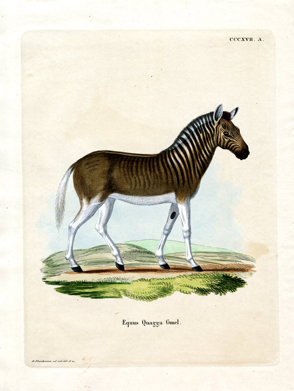 Quagga (färgad gravyr) av German School