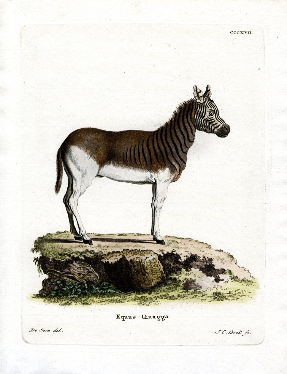Quagga (färgad gravyr) av German School