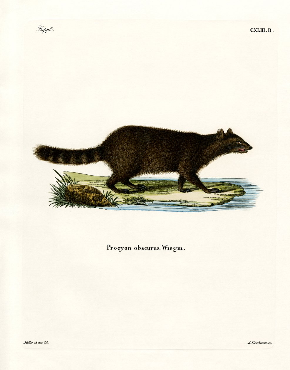 Raccoon (färgad gravyr) av German School