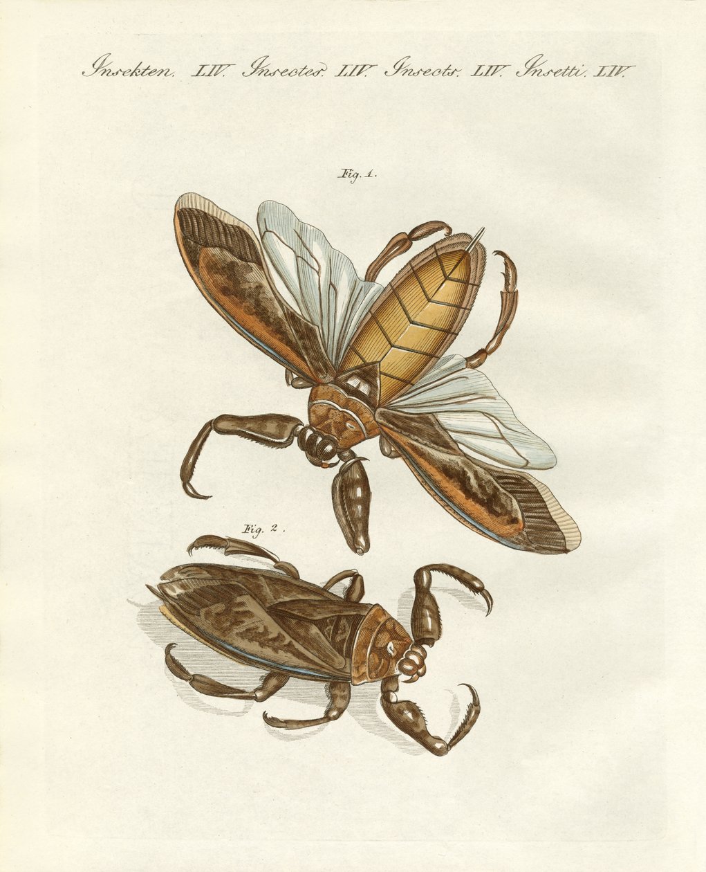 Sällsynta insekter (färgad gravyr) av German School
