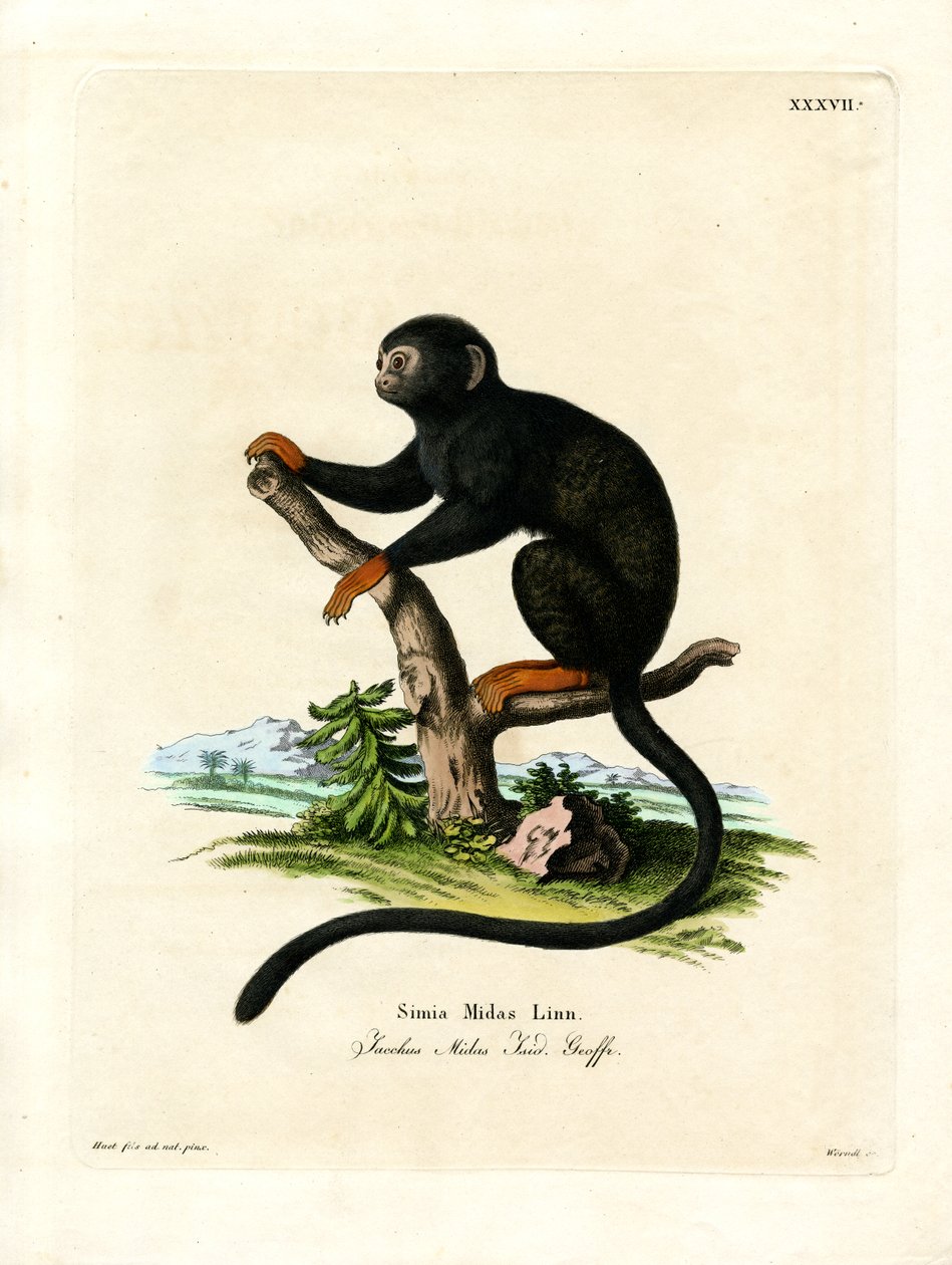 Red-handed Tamarin (färgad gravyr) av German School