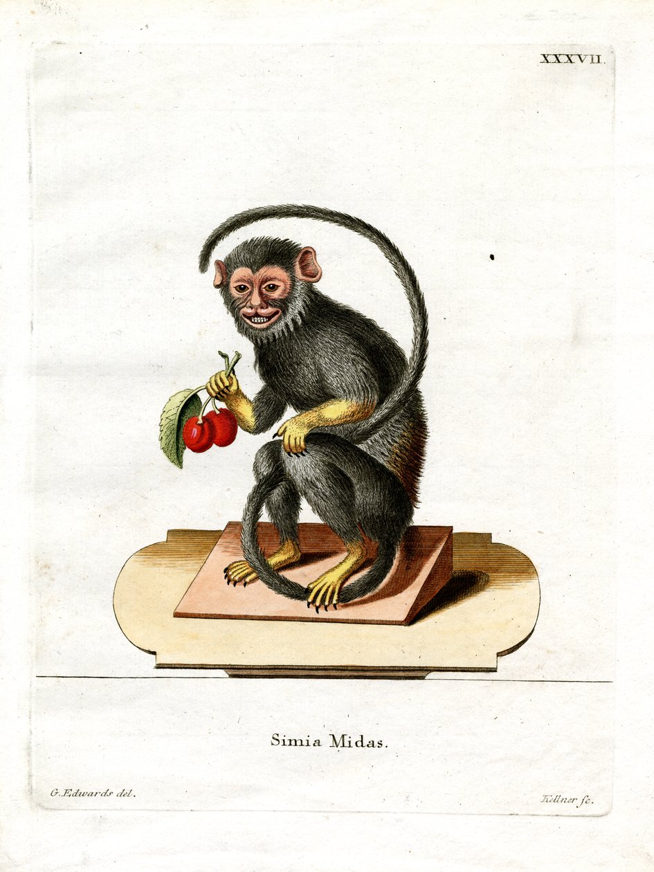 Red-handed Tamarin (färgad gravyr) av German School