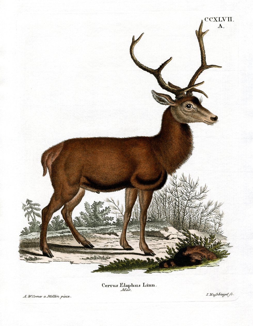 Red Deer (färgad gravyr) av German School