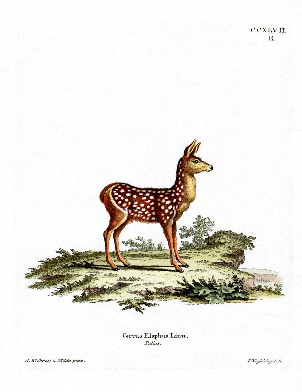 Red Deer Fawn (färgad gravyr) av German School