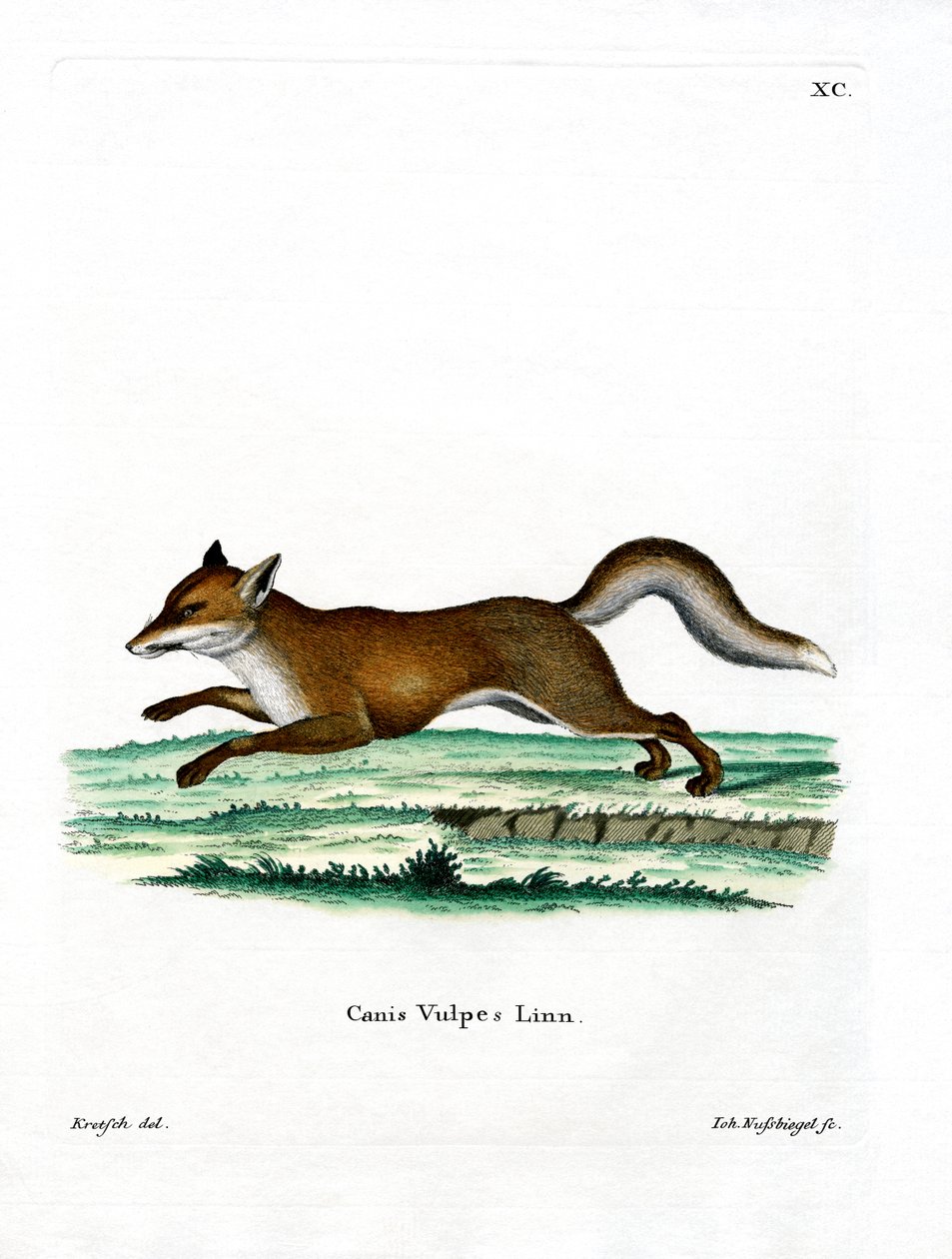 Red Fox (färgad gravyr) av German School