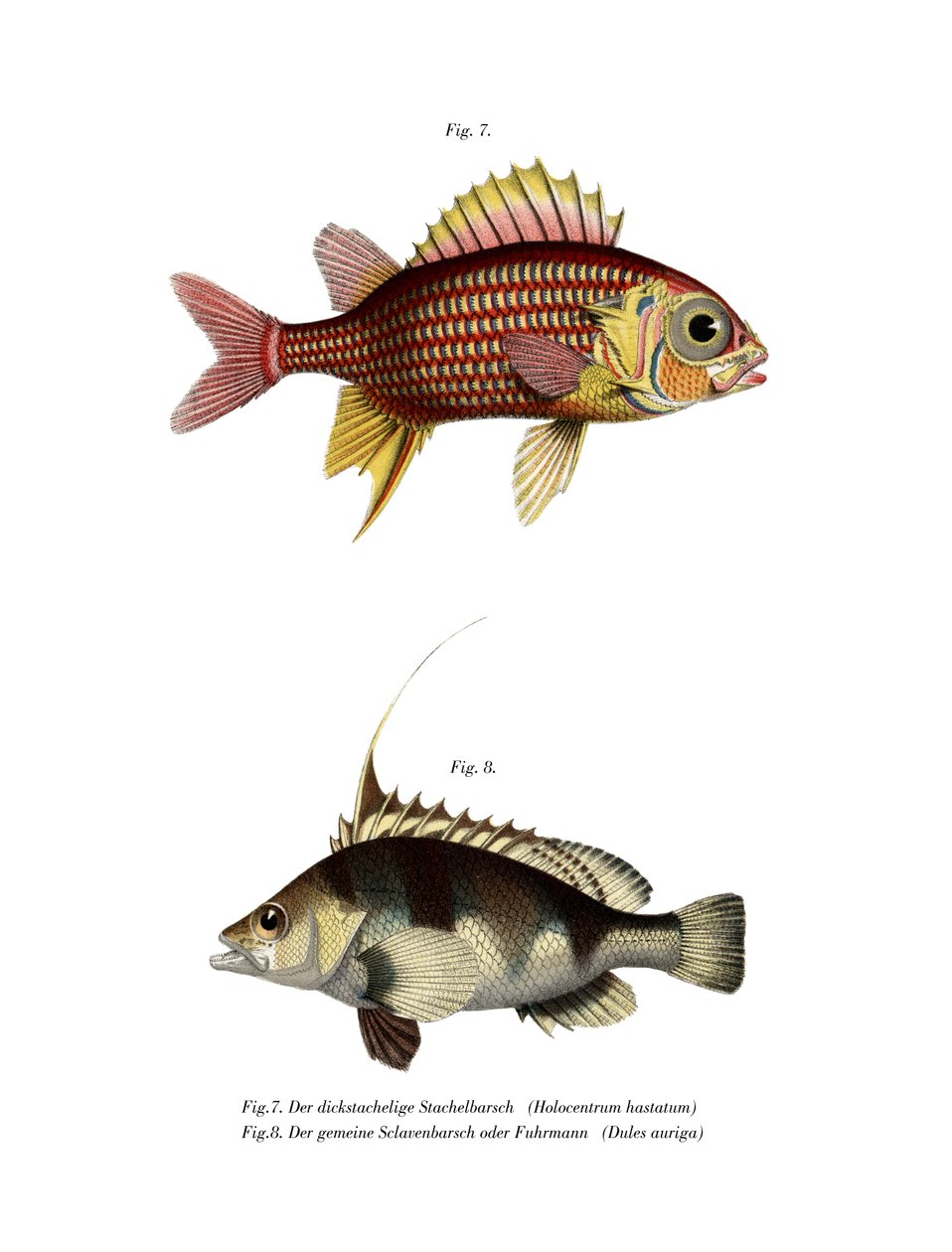 Röd ekorrfisk (färg litho) av German School