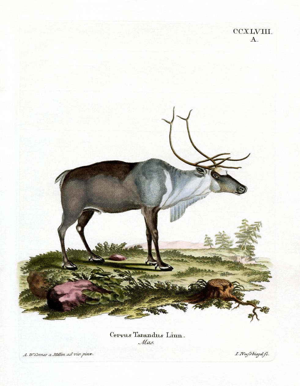 Renar (färgad gravyr) av German School