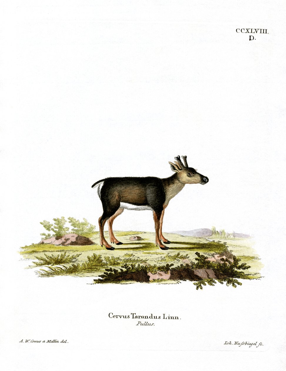 Renfawn (färgad gravyr) av German School