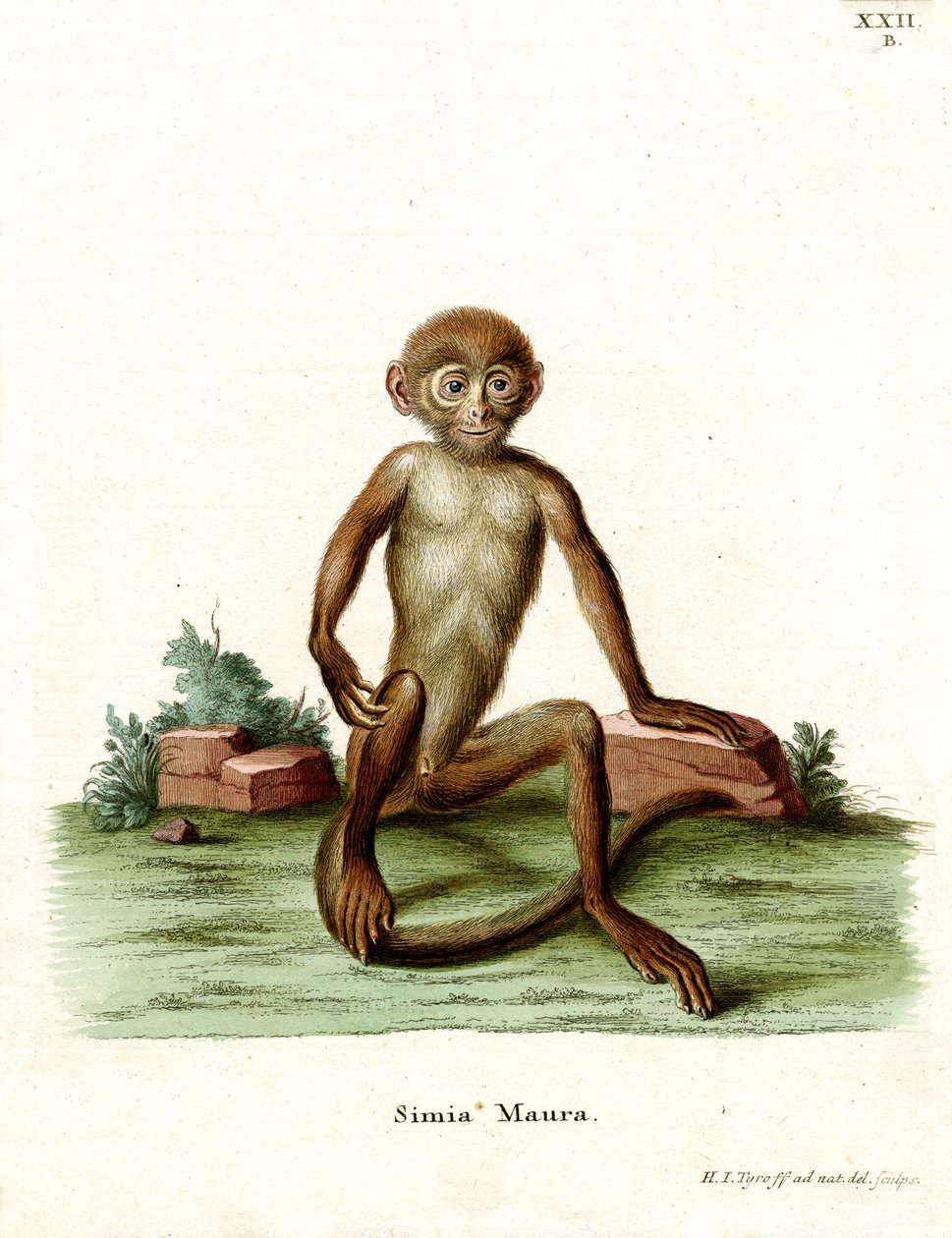 Rhesus Macaque (färgad gravyr) av German School