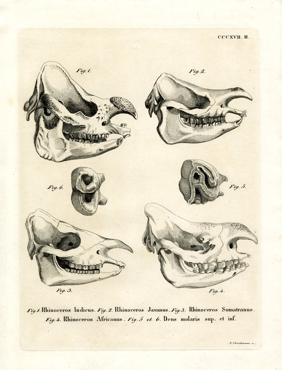 Rhino Skulls (färgad gravyr) av German School