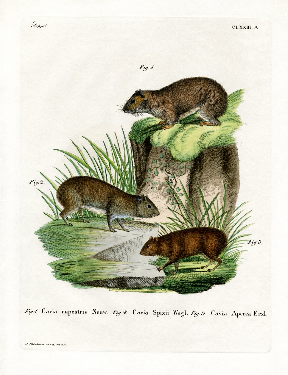 Rock Cavy (färgad gravyr) av German School