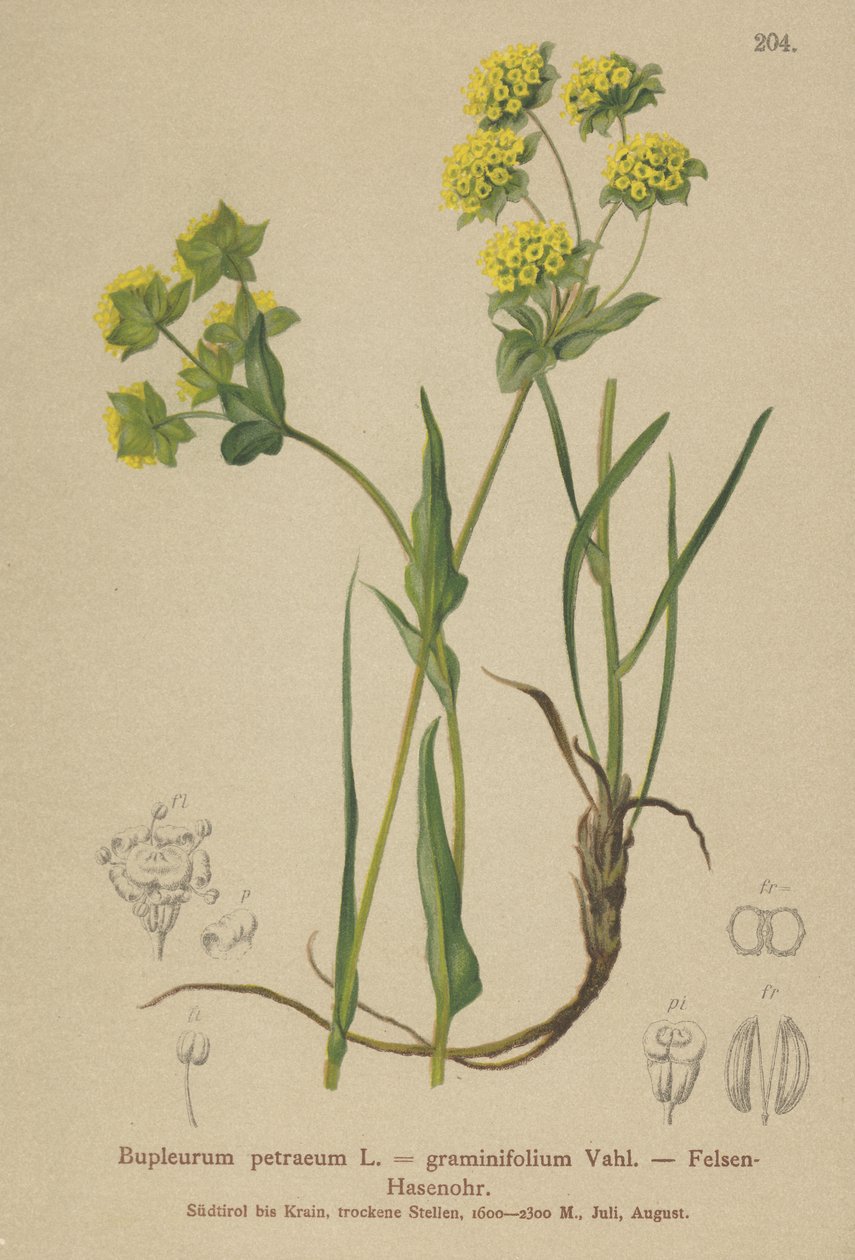 Rock Hares Ear (Bupleurum petraeum, Bupleurum graminifolium) av German School