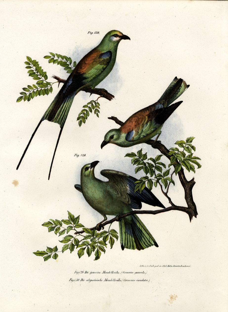 Roller, 1864 av German School