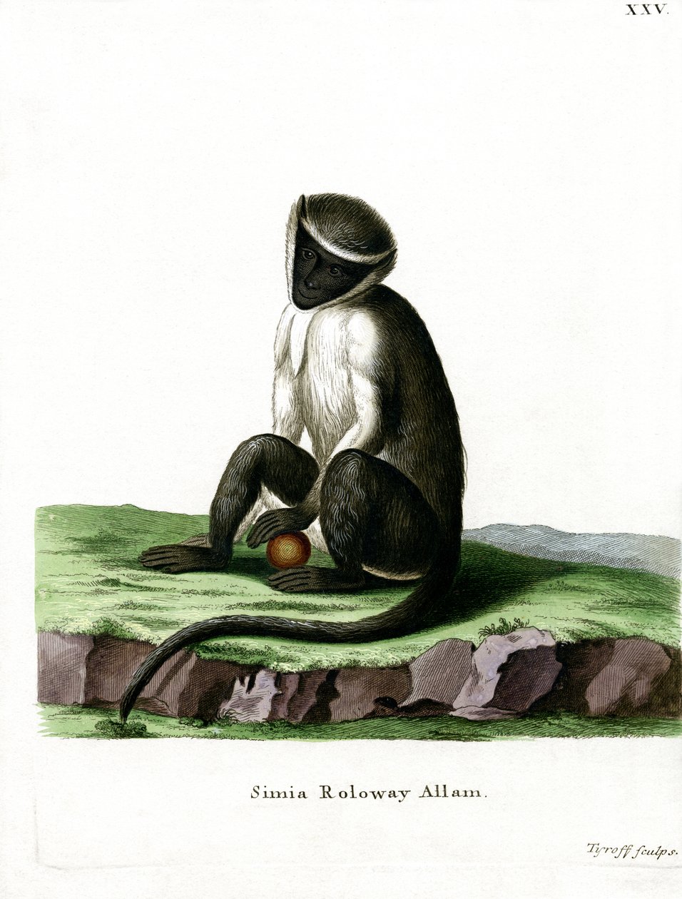 Roloway Guenon (färgad gravyr) av German School