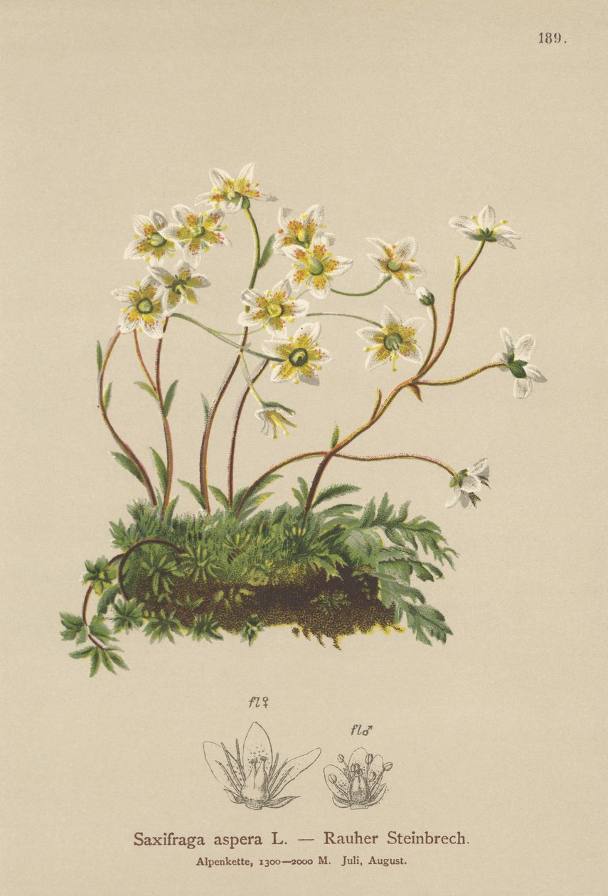 Grov saxifrage (Saxifraga aspera) av German School