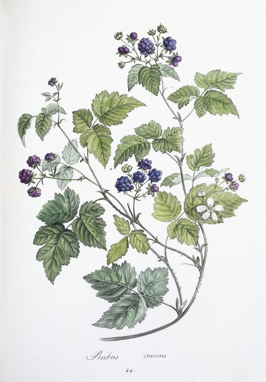 Rubus caesius, 1811-1818 av German School