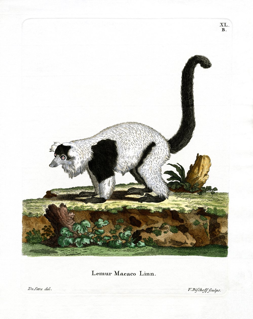 Ruffed Lemur (färgad gravyr) av German School