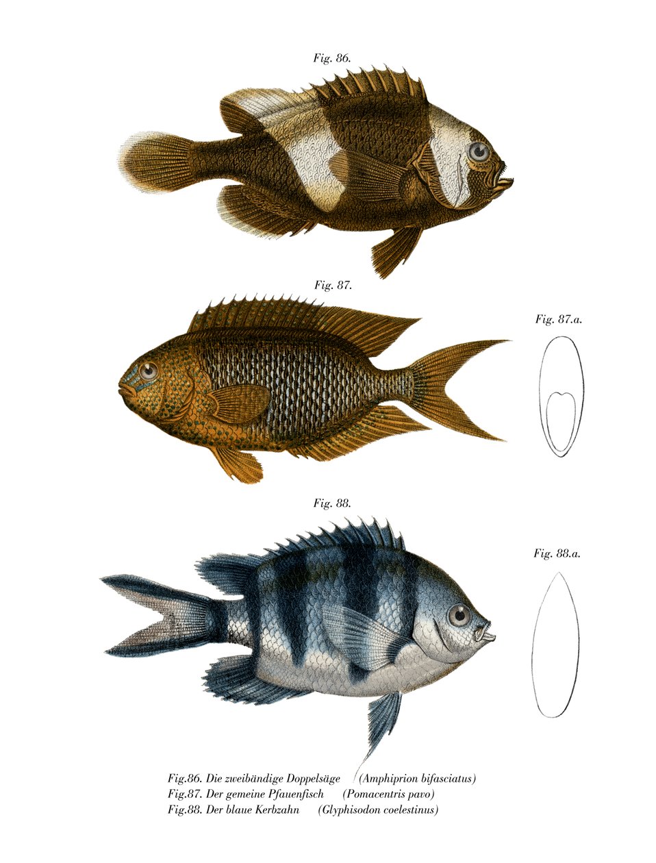 Saddleback Anemonefish (färg litho) av German School