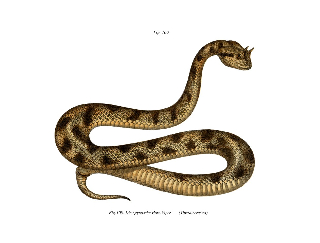 Sahara Sand Viper (färg litho) av German School