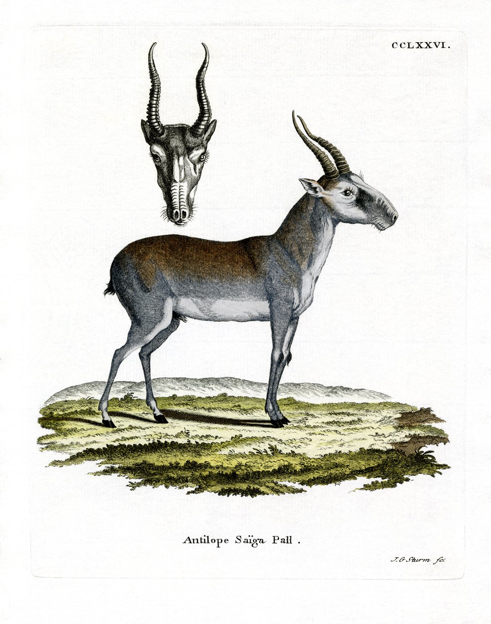 Saiga (färgad gravyr) av German School