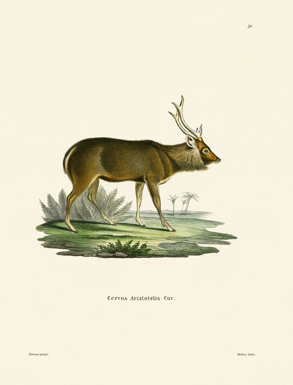 Sambar (färgad gravyr) av German School