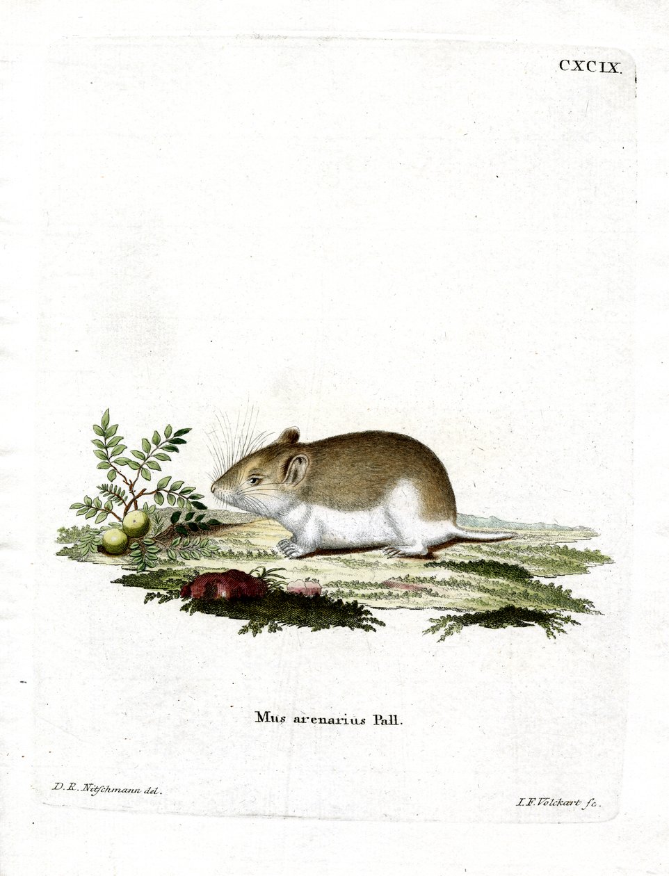 Sandy Mole Rat (färgad gravyr) av German School