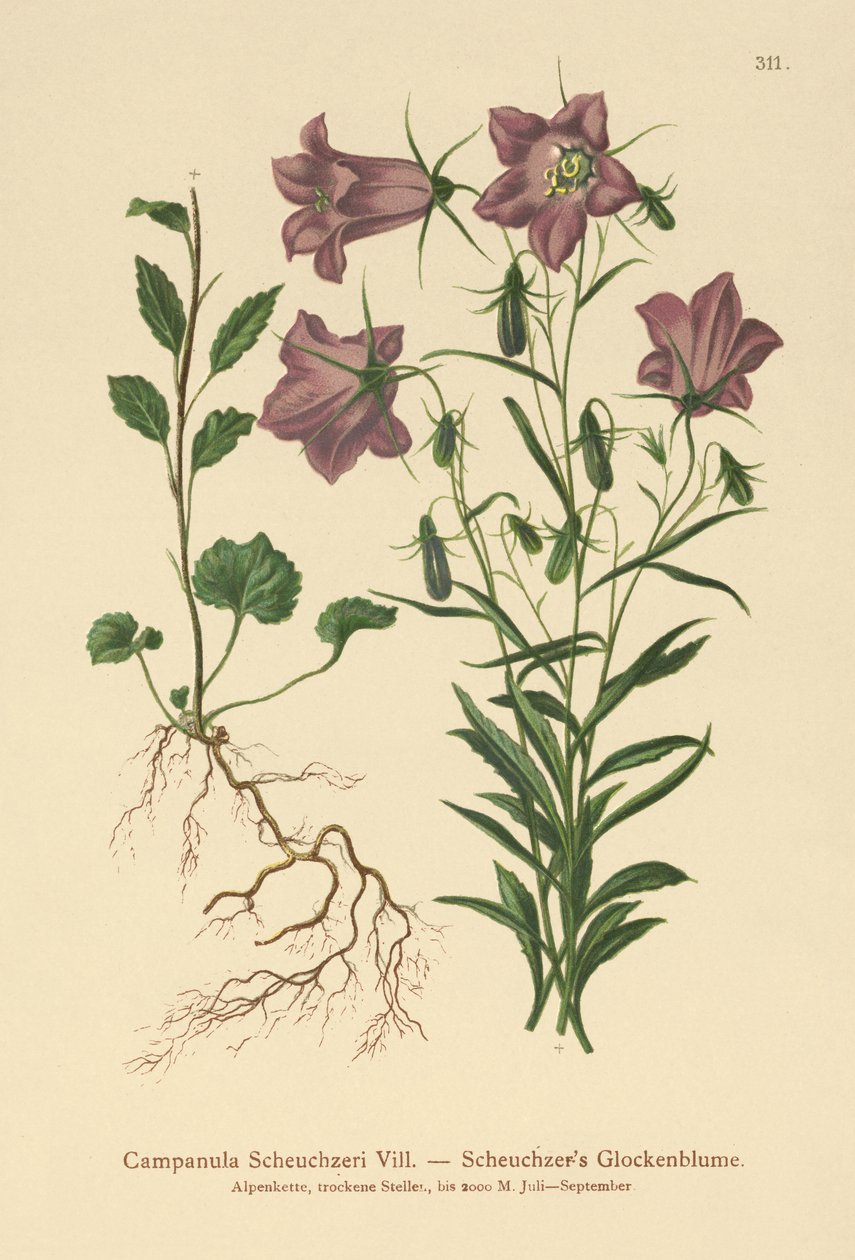 Scheuchzers Bellflower (Campanula Scheuzeri) av German School