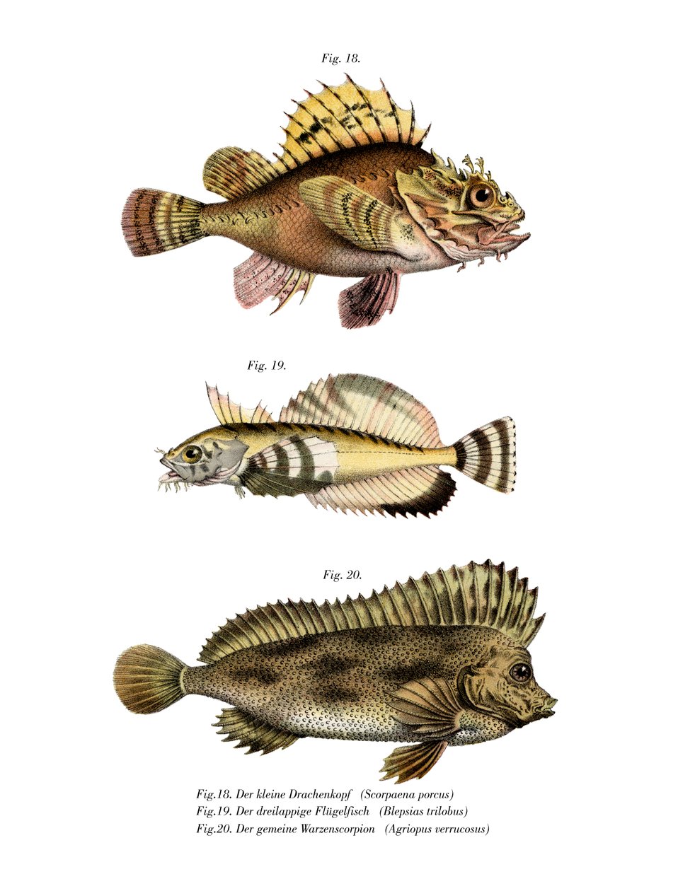 Skorpion fisk av German School