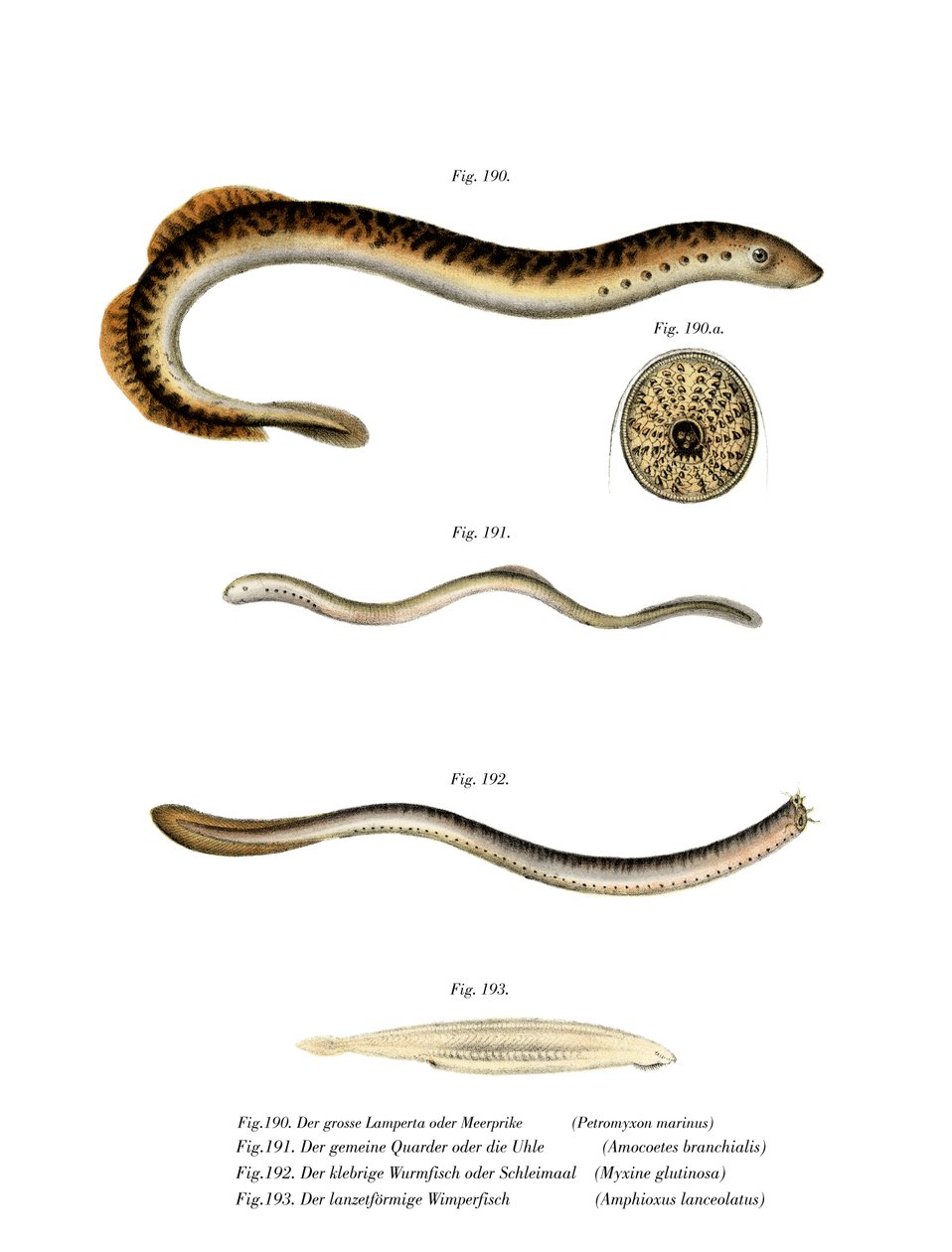 Sea Lamprey (färg litho) av German School