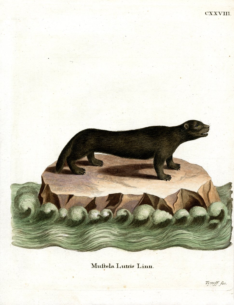 Sea Otter (färgad gravyr) av German School