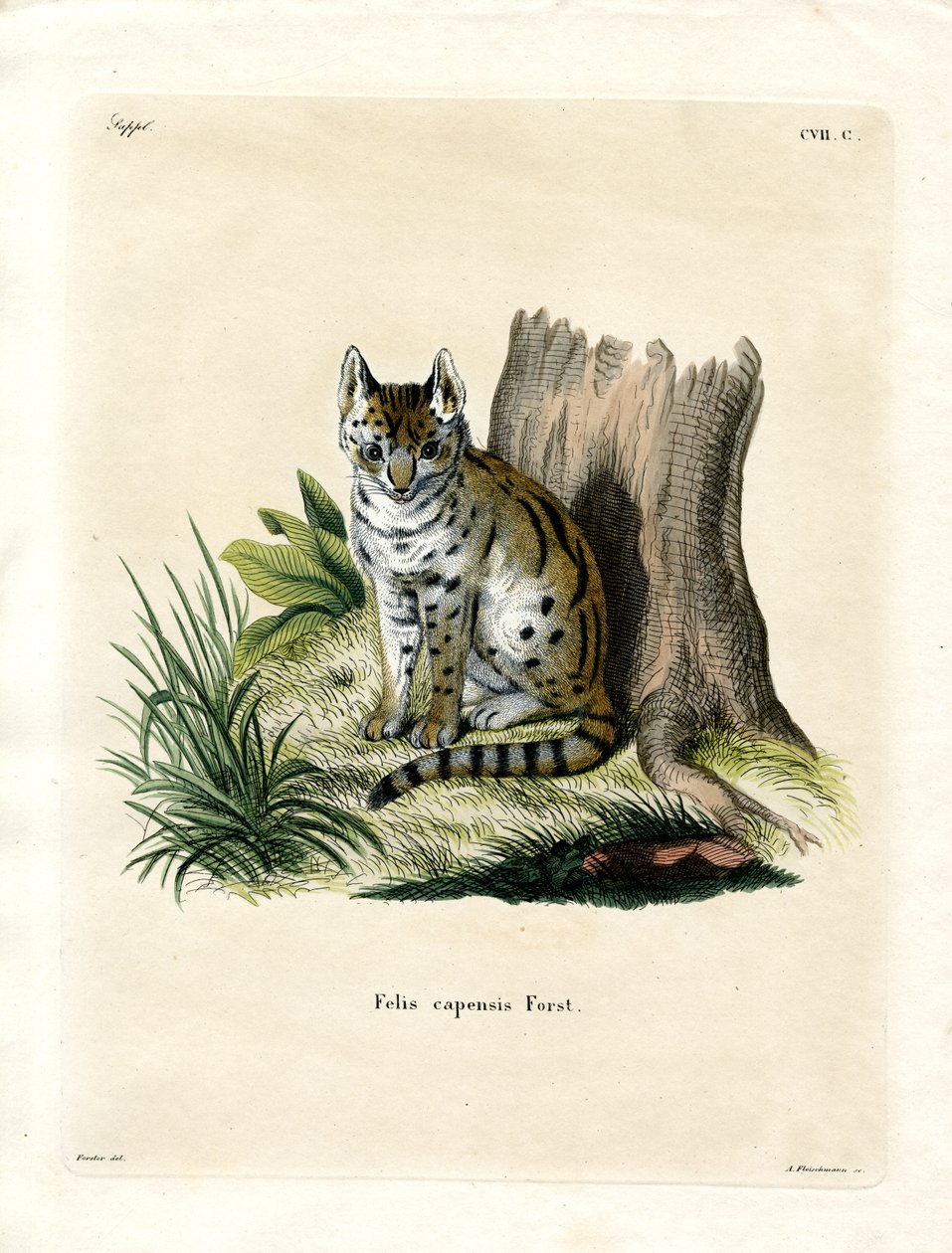 Serval (färgad gravyr) av German School