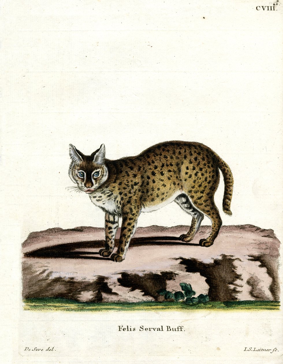 Serval (färgad gravyr) av German School