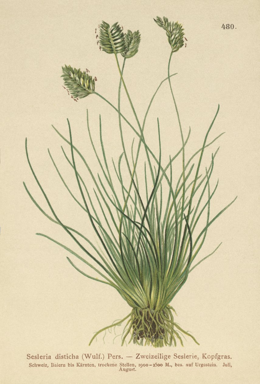 Sesleria (Sesleria disticha, Oreochloa disticha) av German School