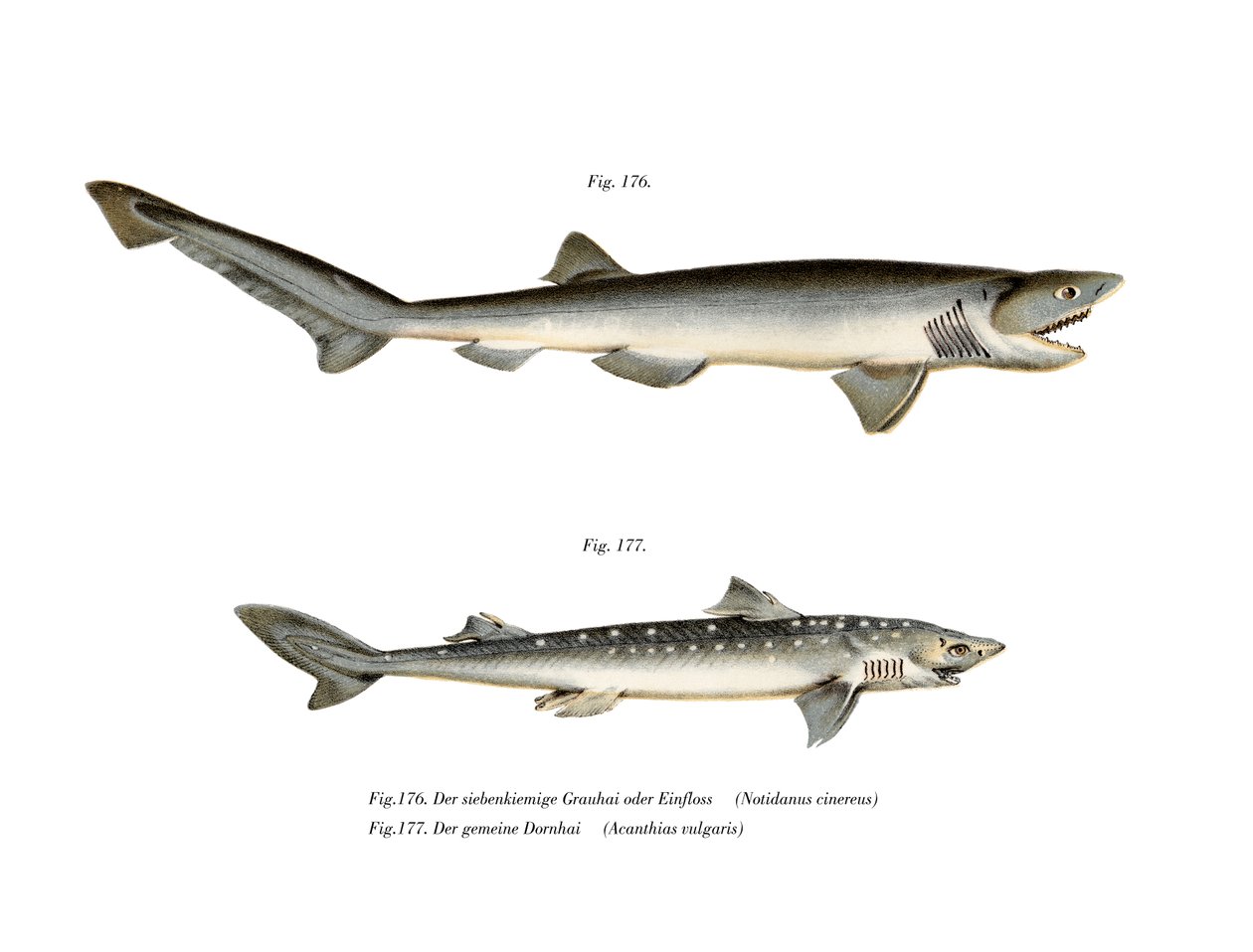 Sharpnose Sevengill Shark (färg litho) av German School