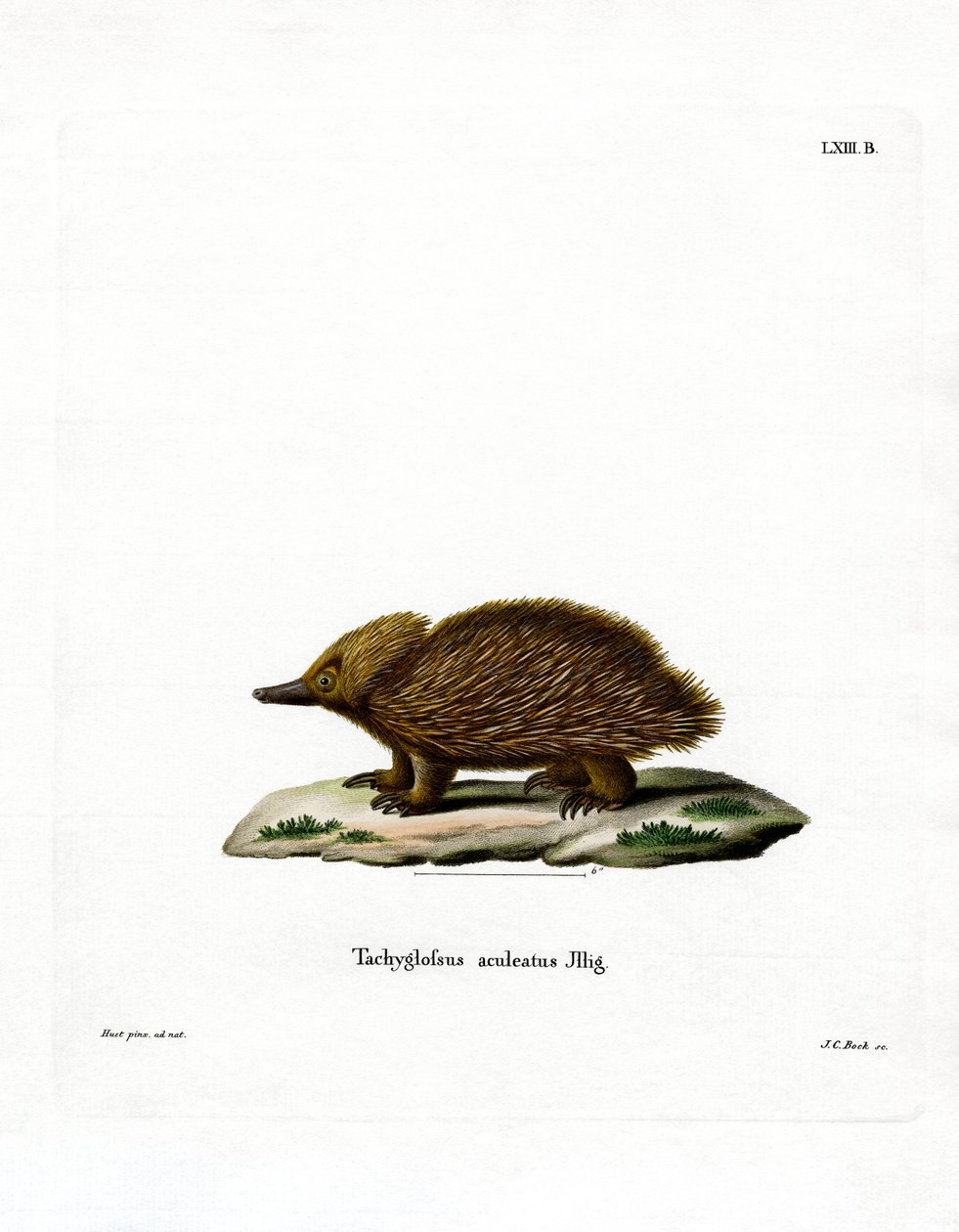 Kortnäbbad Echidna (färgad gravyr) av German School