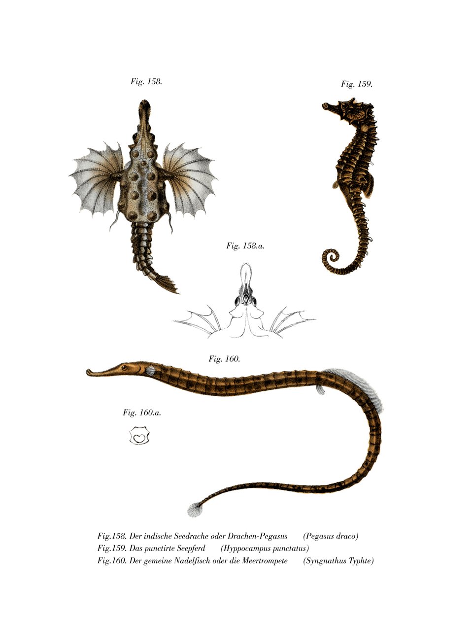 Kort Dragonfish (färg litho) av German School