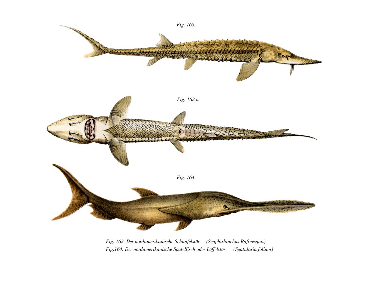 Shovelnos Sturgeon (färg litho) av German School