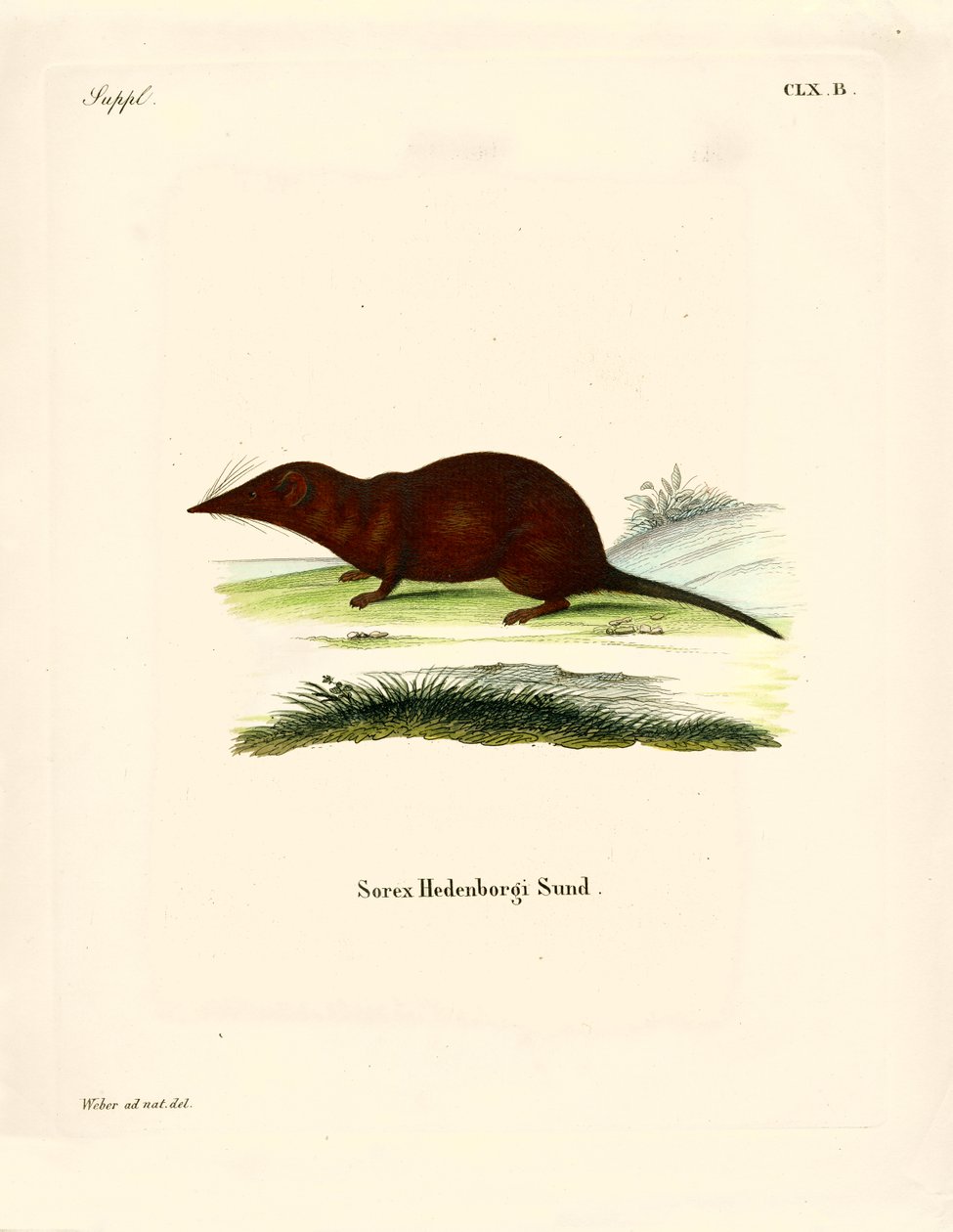 Shrew (färgad gravyr) av German School