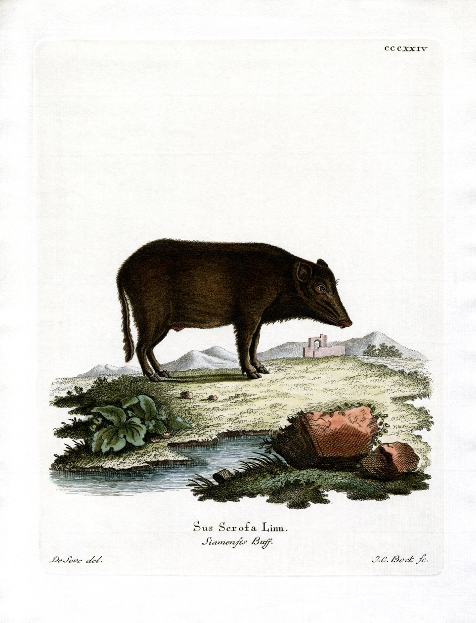 Siamesisk vildsvin (färgad gravyr) av German School