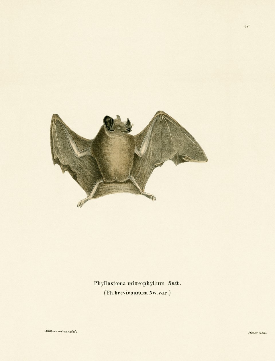 Silky Short-tailed Bat (färgad gravyr) av German School
